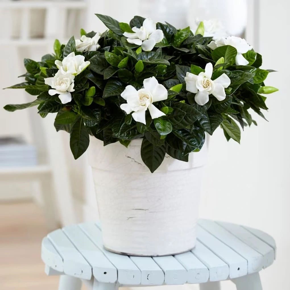 Hoa dành dành tỏa hương dịu nhẹ giúp an thần và thư giãn