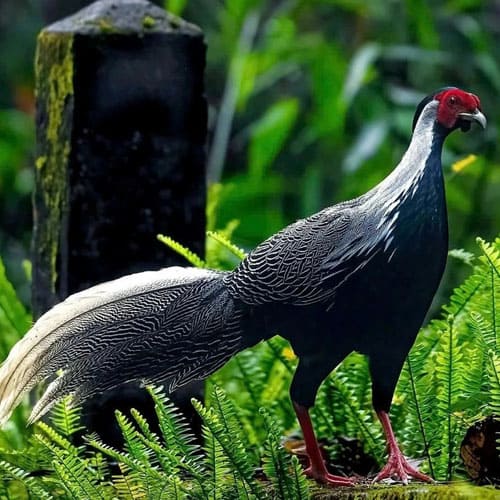Giải mã “cơn sốt” gà lôi trắng: Từ thú chơi đắt đỏ đến ranh giới pháp luật