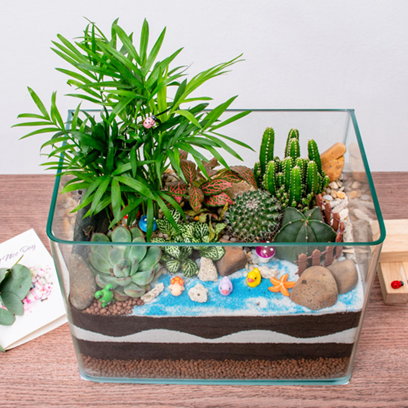 Tiểu cảnh đại dương xanh để bàn