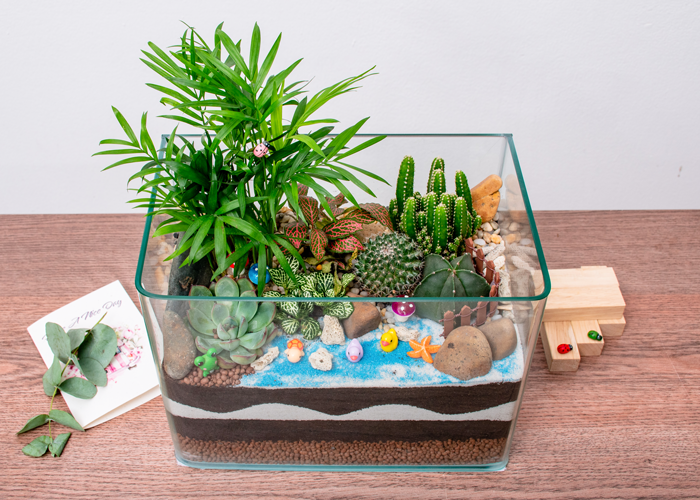 Tiểu cảnh đại dương xanh để bàn
