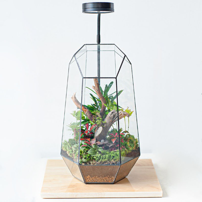 Tiểu cảnh để bàn cơn mưa rừng xanh