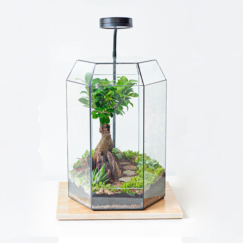 Tiểu cảnh để bàn terrarium bonsai lục giác