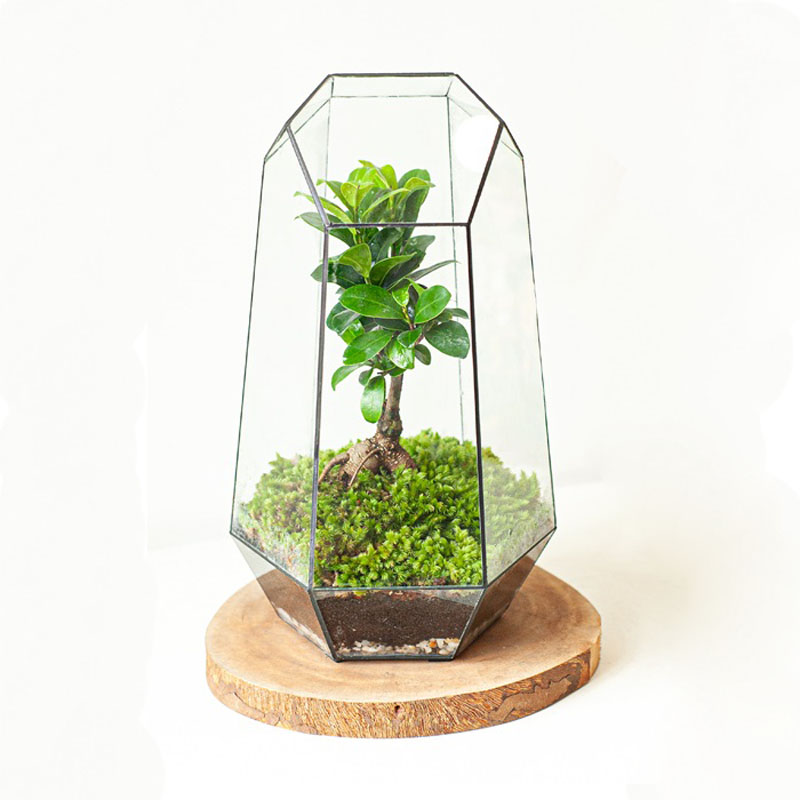 Tiểu cảnh để bàn terrarium sức sống xanh