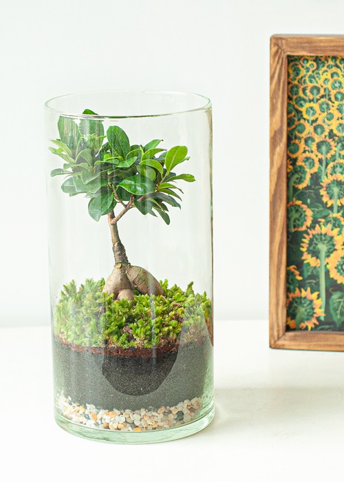 Tiểu cảnh để bàn terrarium thiên đường nhỏ bé
