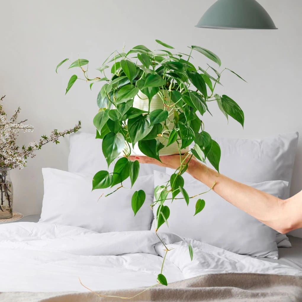 Cây trầu bà xanh mướt giúp không khí trong lành và dễ ngủ hơn