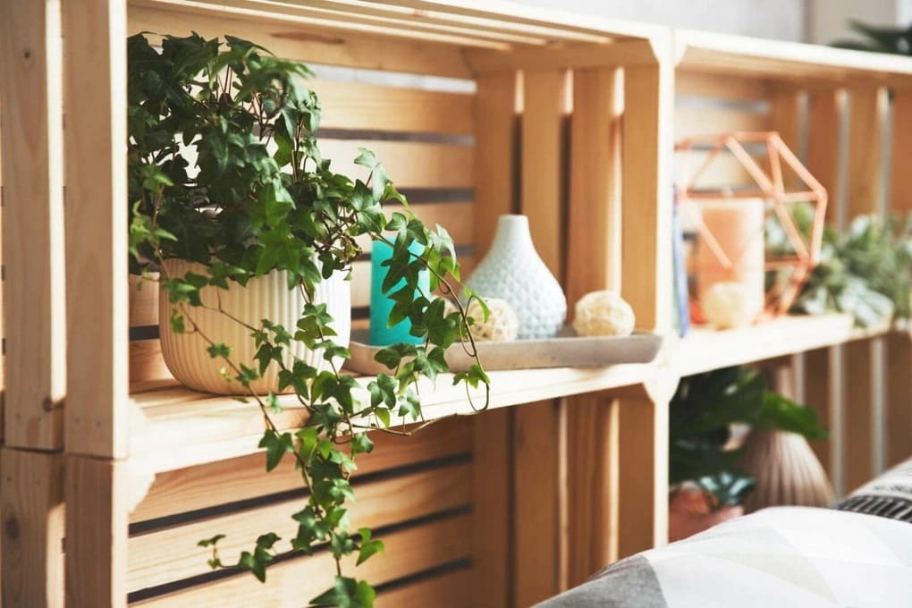 Cây thường xuân giúp lọc nấm mốc và thanh lọc không khí phòng ngủ
