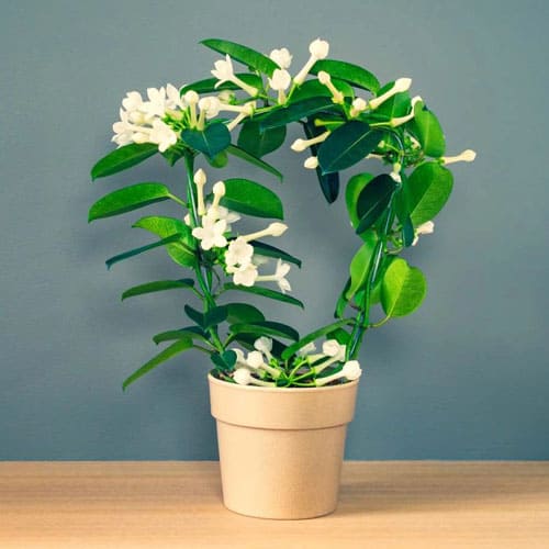 9 loại cây có hương nên trồng trong nhà thay cho nến thơm hóa chất