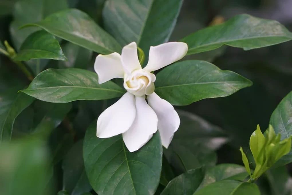 hoa nhài ả rập mang hương thơm nồng nàn quyến rũ