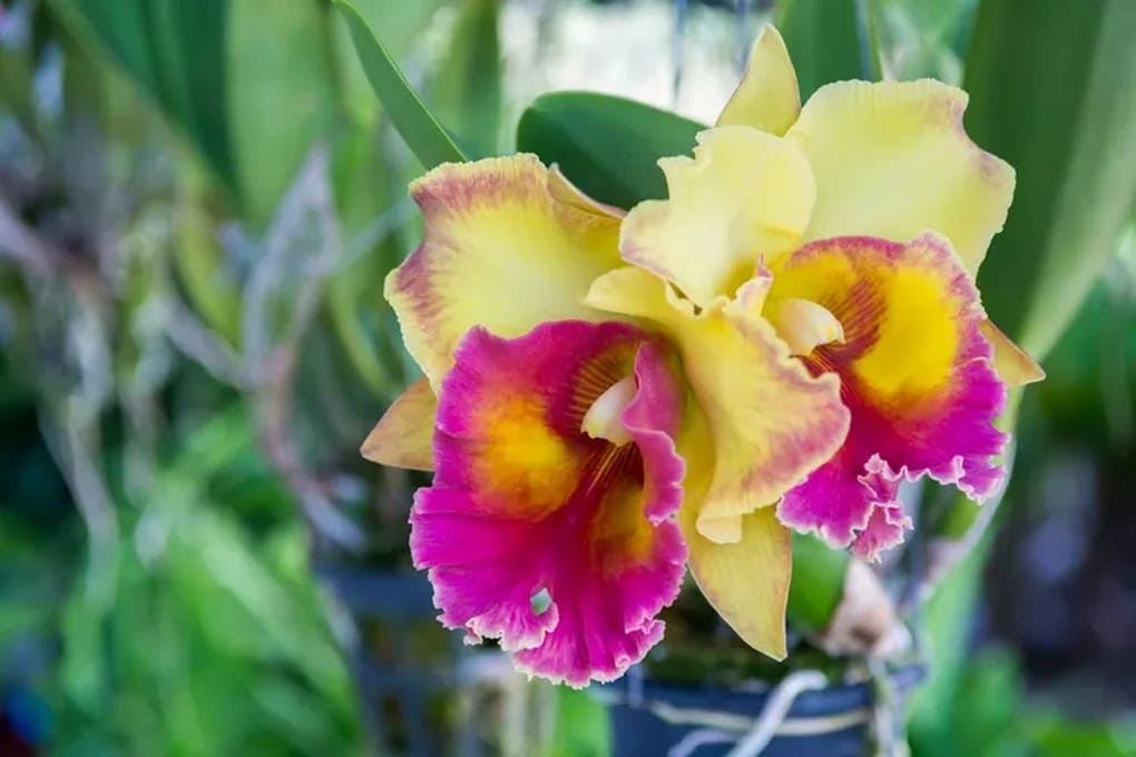 lan cattleya sang trọng tỏa hương cam quýt dịu ngọt