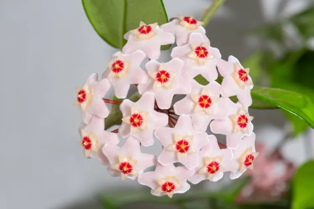 lan cẩm cù ít chăm sóc nhưng vẫn tỏa hương nhẹ nhàng