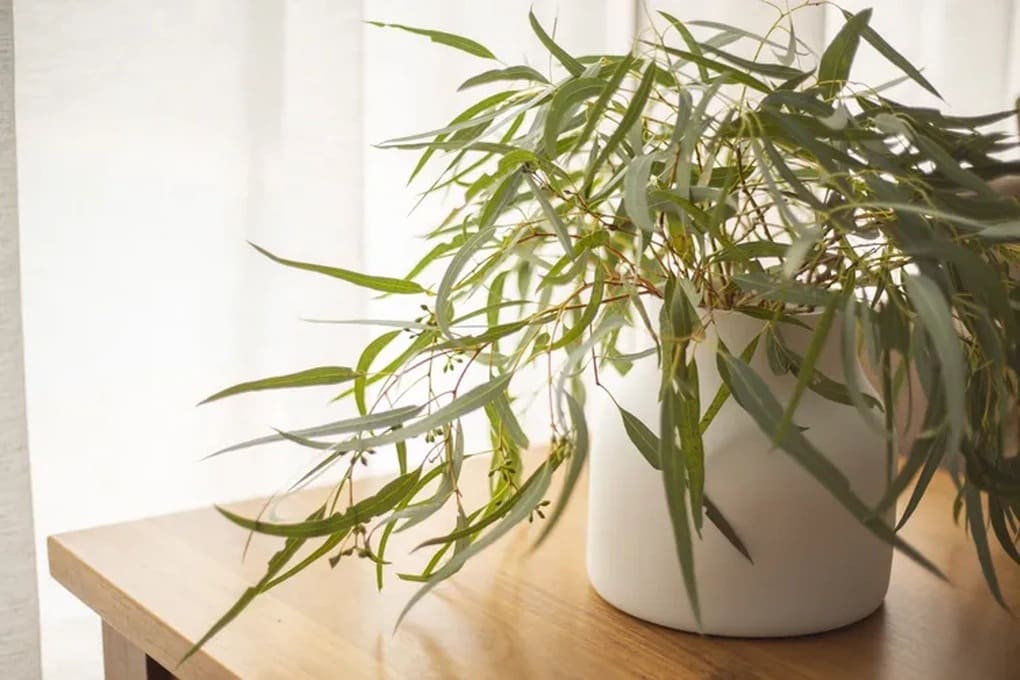 bạch đàn cây cảnh lá bạc mang hương gỗ sảng khoái
