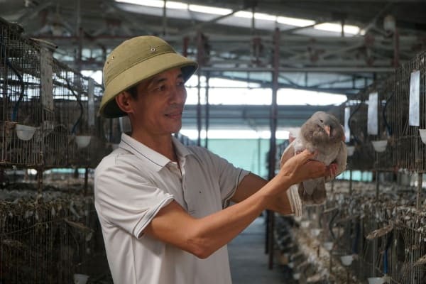 Bỏ việc xuất nhập khẩu người đàn ông Thanh Hóa về quê nuôi bồ câu Pháp mỗi tháng kiếm 100 triệu đồng