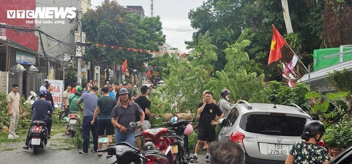 Hải phòng cây phượng mục ruỗng gãy ngang thân đè người đi đường