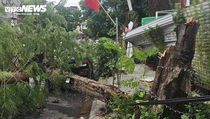 Cây phượng gãy trong mưa bão số 10 bualoi tại hải phòng