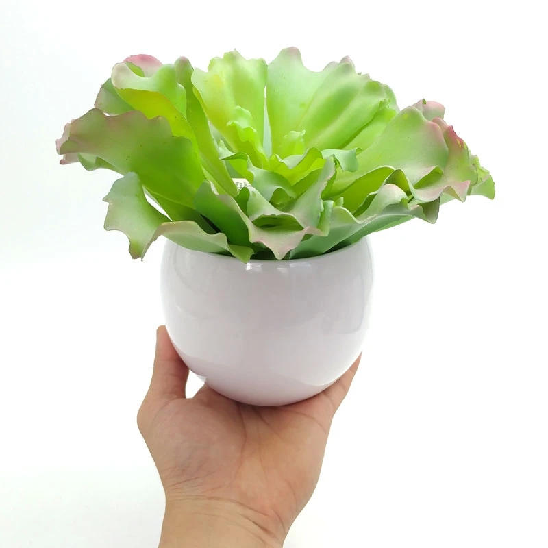 Chậu cây nhựa Hoa Vạn Niên Thanh 71607 Mẫu 4 3