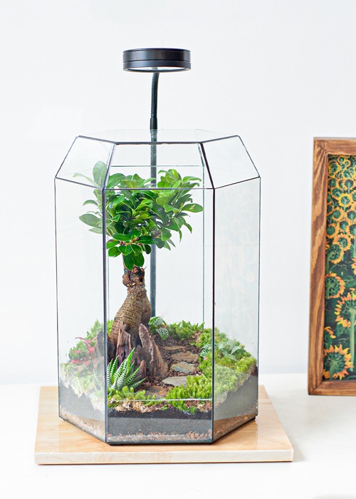 Tiểu cảnh để bàn terrarium bonsai lục giác