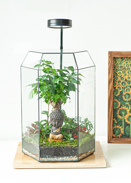 Tiểu cảnh để bàn terrarium hòa bình nhân loại