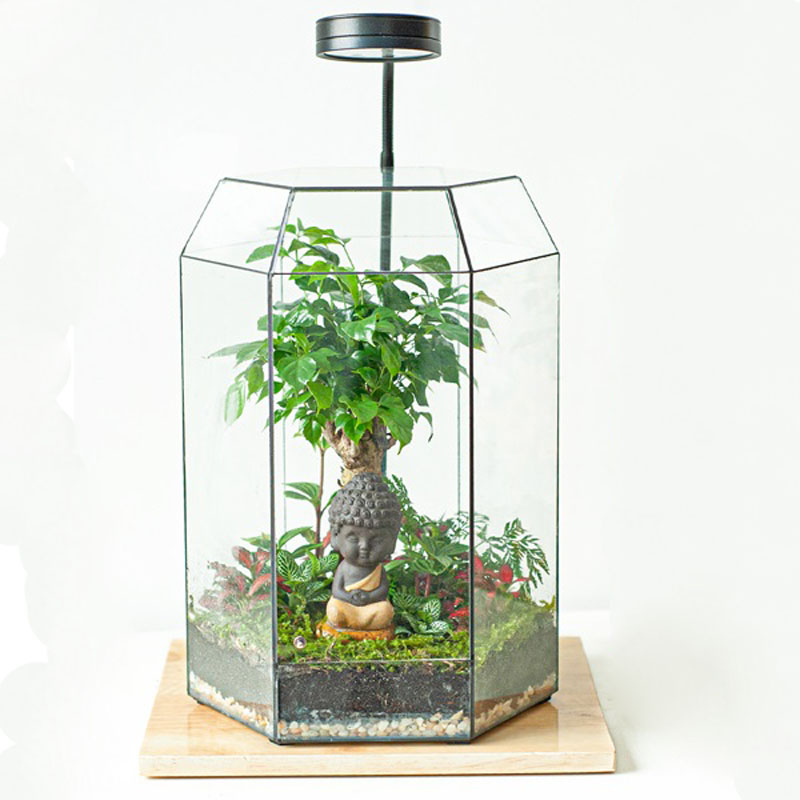 Tiểu cảnh để bàn terrarium hòa bình nhân loại Tiểu cảnh để bàn terrarium hòa bình nhân loại