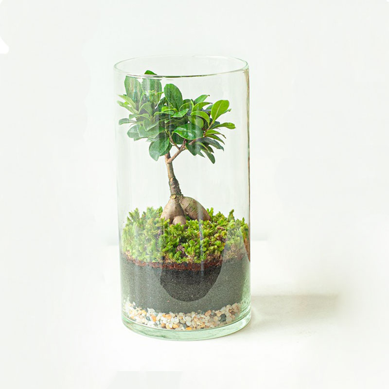 Tiểu cảnh để bàn terrarium thiên đường nhỏ bé Tiểu cảnh để bàn terrarium thiên đường nhỏ bé