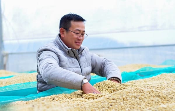 Vỏ cà phê thành nguyên liệu pha trà hảo hạng giá 800000 đồng mỗi kg